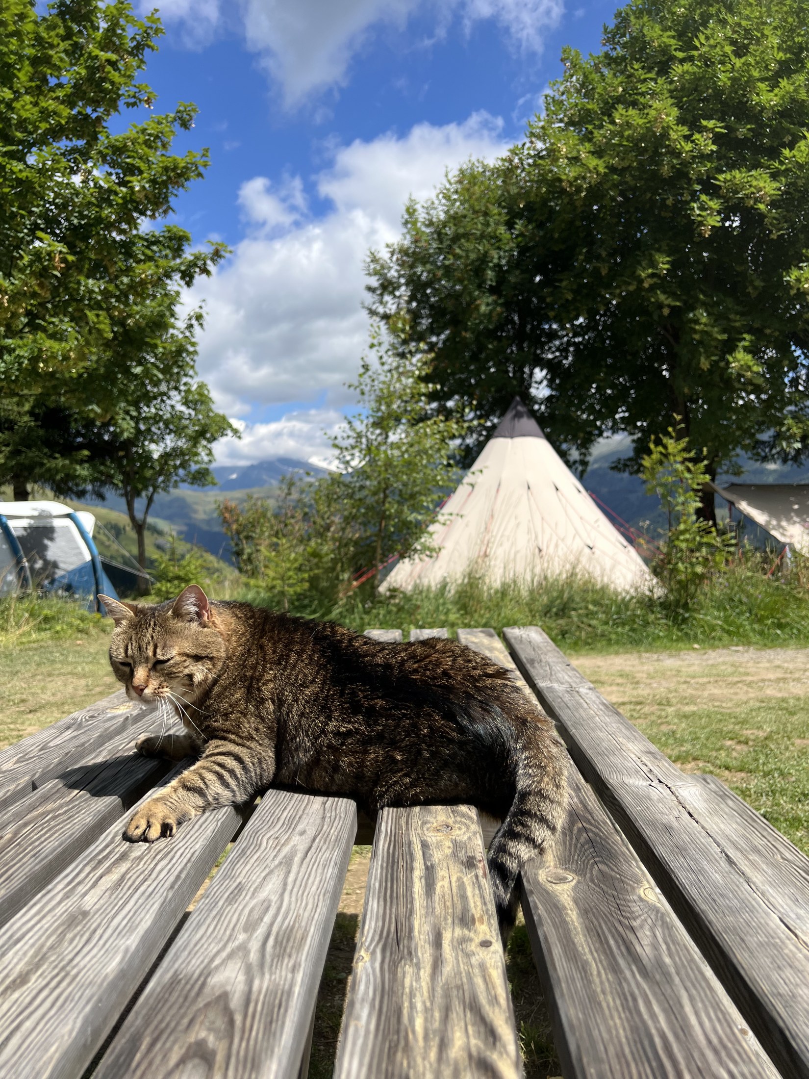 Chat tigré au soleil sur une table en bois, avec le camping en arrière-plan